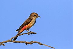 Vermilion Flycatcher